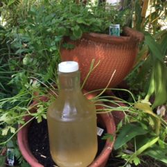 Apple Cider Vinegar – Glass – QUART