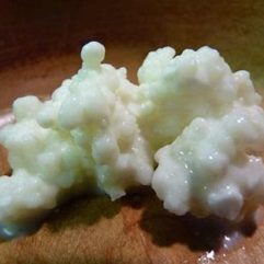 A2/A2 Kefir Grains – HEIRLOOM – per Tbs