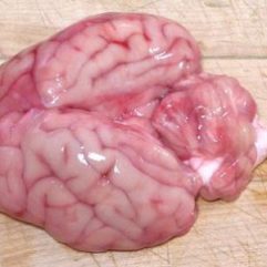 Buffalo Brain – 8oz