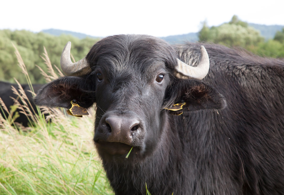 Water Buffalo