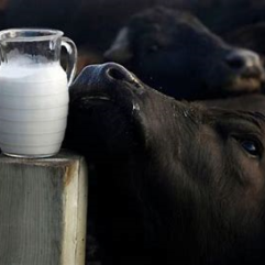 Sale – Buffalo Milk Bundle