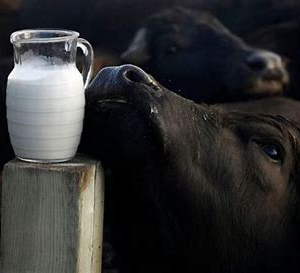 Frozen Buffalo Milk